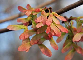 Maple seeds dropping in soon - MSU Extension