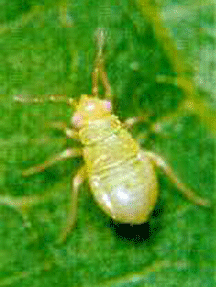 Mullein bug.