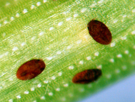 Pine needle scale crawlers really close up.