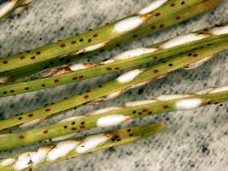 Pine needle scale crawlers close up.