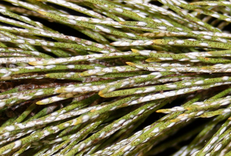 Pine needle scale crawlers.