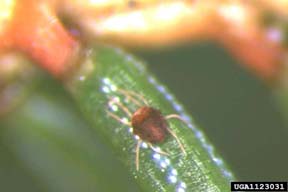 Adult admes mite.