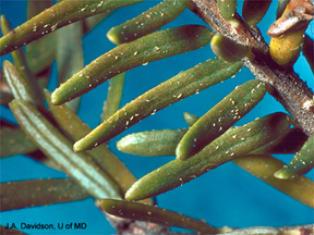 Close-up of hemlock rust mites.