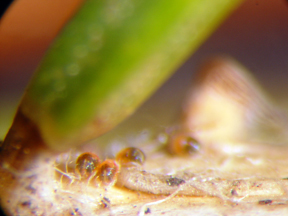 Spruce spider mite nymphs.