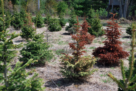 Black Hills spruce trees off-colored, stunted and dying from Armillaria root rot.