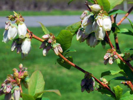 Blueberry flowers