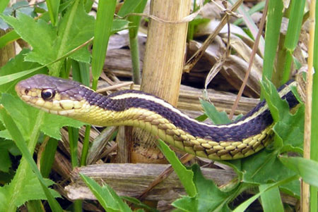 Garter snake