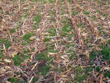 Annual ryegrass