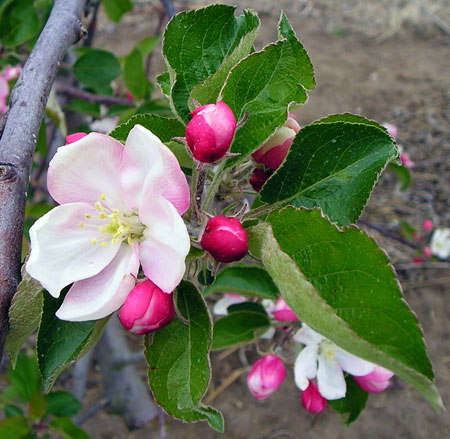 The king bloom of the apple flower cluster has opened, but the side blooms are still closed. The king bloom is more susceptible to freeze injury at all stages of the apple bud development in the spring and is often the first flower killed in the cluster. Photo credit: Mark Longstroth, MSU Extension