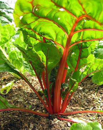 Swiss chard