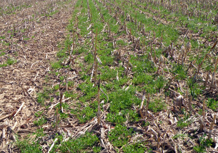 Crimson clover plus annual ryegrass