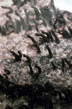 Black fly larvae