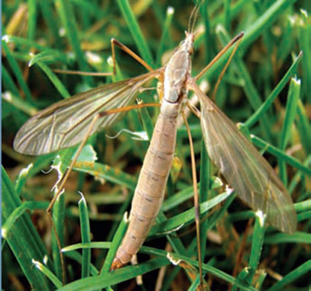 European Crane Fly Adult