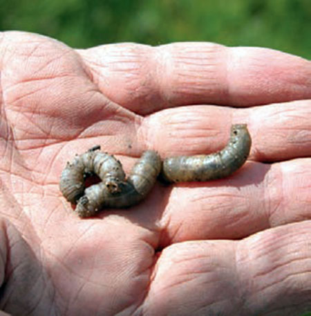 European crane fly larvae