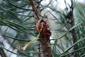 Gall rust