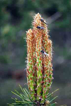 March flies on Scotch pine candles