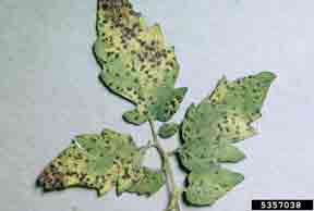 Septoria leafspot