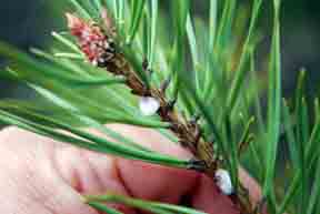 white frothy spittlemass on Scotch pine