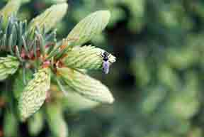 Close up of March flies on Black Hill spruce