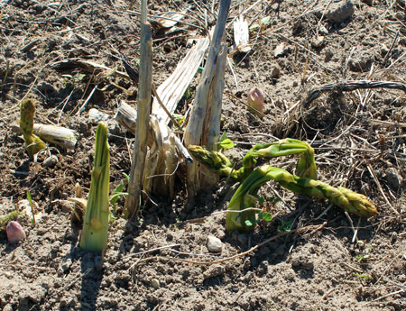 Frosted asparagus