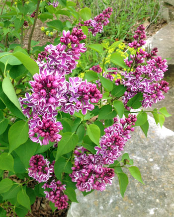 Lilac