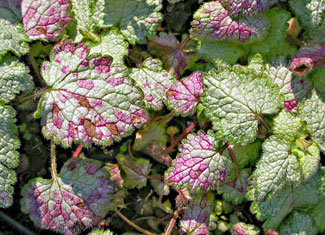 Lamium Leaves