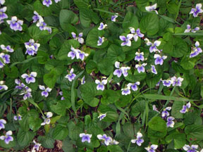 Wild violet