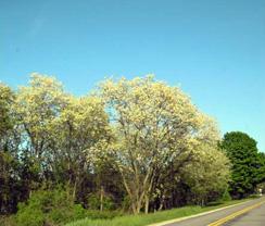 Black Locust trees