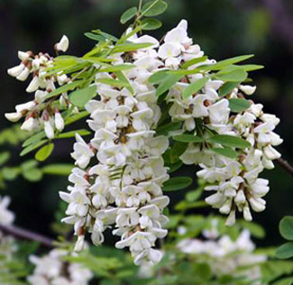 Black locust flower