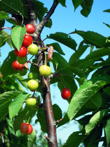 Red cherry Red cherry