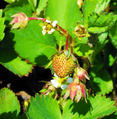 strawberry strawberry