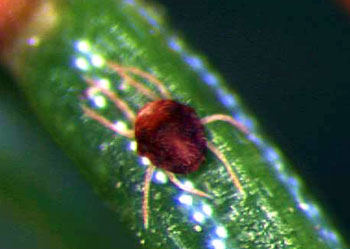 Female Admes mite