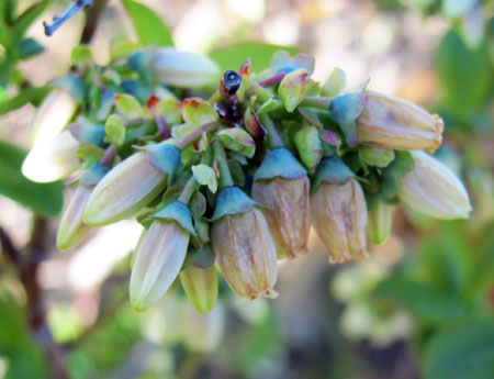 Frost damage