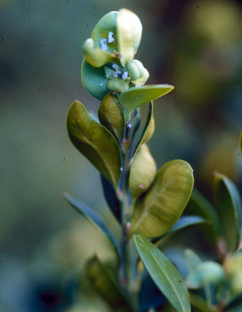 Boxwood psyllid damage