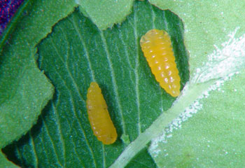 Boxwood leafminer larvae