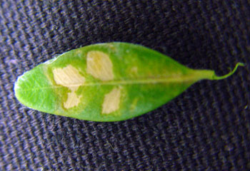 Boxwood leafminer injury