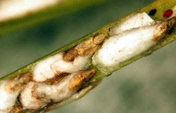 Pineneedle scale closeup