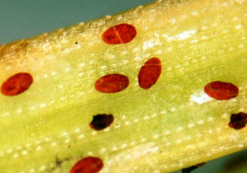 Pineneedle scale crawlers closeup