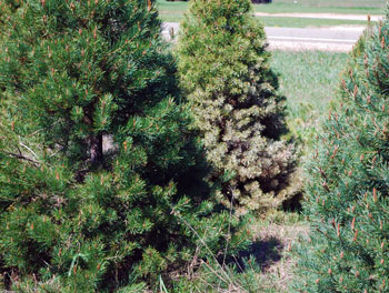 Pine needle scale damage