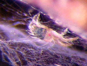 Spruce spider mite
