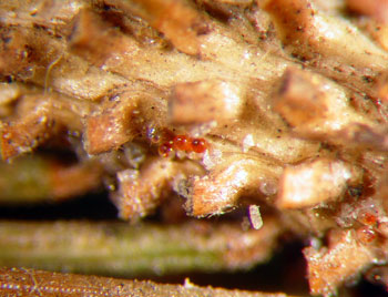 Spruce spider mite eggs