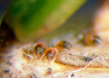 Spruce spider mite larvae