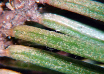 Spruce spider mite injury