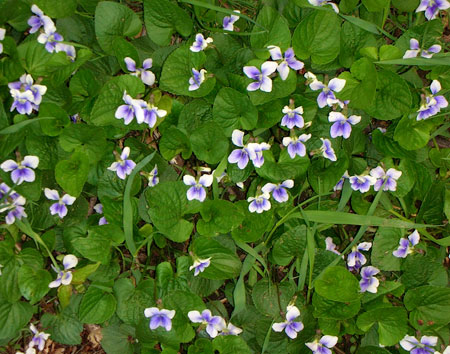 Wild violet