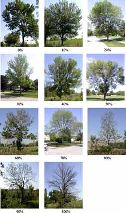 tree collage