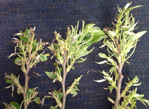 3 terminal buds 3 terminal buds