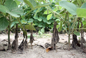 Phytophthora root and stem rot at mid-season.