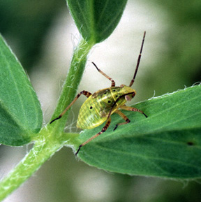 Tarnished plant bug.