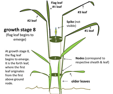 Growth stage 8.