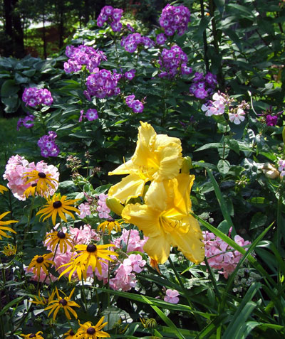 Tall phlox and daylily